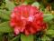 Rododendron wielkokwiatowy Abendsonne