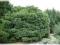 Pinus sylvestris 'Glauca' - Sosna pospolita