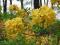 Rhododendron - Azalia 'Anneke' ŻÓŁTA !!!!!!!!!!
