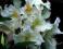 Rododendron wielkokwiatowy Album Novum