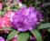 Rododendron wielkokwiatowy Alfred