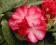 Rododendron wielkokwiatowy Ann Lindsay