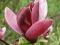 Magnolia liliflora (purpurowa) 'Nigra' - CIEMNA!!!