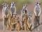 Meerkats (Family) - plakat 61x91,5 cm