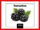 Blackberry Chillout Sensation 3 - Various [nowa]