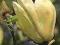 Magnolia 'Yellow Lantern' ŻÓŁTA [ WONNA ] HiT !!!