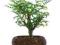 Pieporzowiec chiński - bonsai - indoor