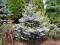 Świerk kłujący - Picea pungens ''Omega''