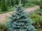 Świerk kłujący - Picea pungens ''Oldenburg''