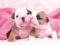 PUPPIES KISS - Plakat Plakaty PGB-PH0351