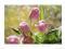 Plakat obraz 70x50cm EMN-MS46 PINK TULIPS