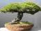 Nasiona BONSAI ++ Modrzew Japoński ++ 10 nasion !