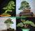 SERIA BONSAI ++ Thuja Occidentalis ++ 20 nasion!