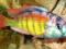 Haplochromis Okazja Nowy Sącz