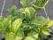 Bukszpan Rotundifolia Aurea *25cm*2,5l *N*
