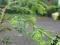 Choina kanadyjska Fastigiata *60-70cm *C2,5 *N*