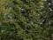 Daglezja zielona sadzonki 15-25cm 100szt