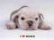 I Love Dogs - plakat 91,5x61cm