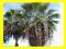 ==> PALMA WASHINGTONIA 50 szt w cenie 35 <==