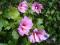 Ketmia Syryjska Hibiscus syriacus sadzonki