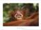 Plakat obraz 70x50cm EMN-XN7 MONKEY BUSINESS