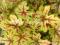 Żurawka Heucherella Alabama Sunrise śliczny liść