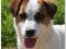 Jack Russell Terrier REPRODUKTOR gładkowłosy