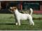 Jack Russell Terrier - REPRODUKTOR
