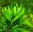 Kryptokoryna zielona wendetii max do 40cm