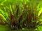 Kryptokoryna zielono-brązowa wendetii max do 40cm