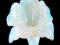 Ładny Kwiat z Opalitu - 30 x 22x10 mm!!!