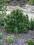 Pinus mugo 'Gnom' - Sosna górska