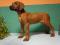 Rhodesian Ridgeback