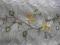 Firanka organza haftowana zielen-zólty kwiat 275cm