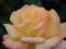 Rosa 'Peace' - Róża wielkokwiatowa [ DWU BARWNA ]