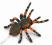 Tarantula Ptasznik Czerwonokolanowy pająk Collecta