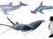 Sealife - Manta diabeł morski Delfin Rekin młot