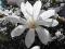 Magnolia gwiaździsta *BIAŁE*GWIAZDKI*80-100cm12lŻ