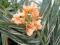 Hedychium Tahitian Flame- egzotyczna roślina