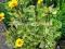 Heliopsis Summer Green - kwitnie całe lato :)