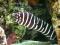 Gymnomuraena zebra - morskie - roz. L - murena