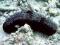 Actinopyga miliaris - morskie - czarny ogórek