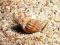 Nassarius reticulatus - morskie - ślimak piaskowy