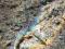 Archaster angulatus - morskie, rozgwiazda piaskowa