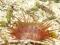 Limaria orientalis - morskie - roz. M - muszla