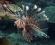 Pterois volitans - morskie - roz. M - skrzydlica