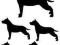 Amstaff, American staffordshire terrier 5szt na A4