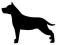 Amstaff, American staffordshire terrier duży