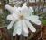Magnolia gwieździsta *PACHNĄCA*C3*W*