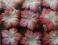 kwiaty mulberry 7- 4cm - (1035)